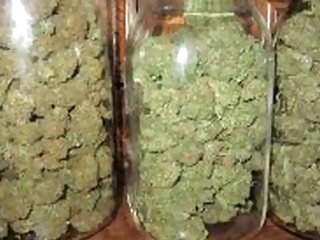 Buy Seeds, Skunk, Cannabis, Plant Green, Marijuana, Haxixe, Natural Pure! Comprar Sementes de Maconha! CBD Canabidiol Bob Marley - (NOVAERALABS@HOTMAIL.COM)
